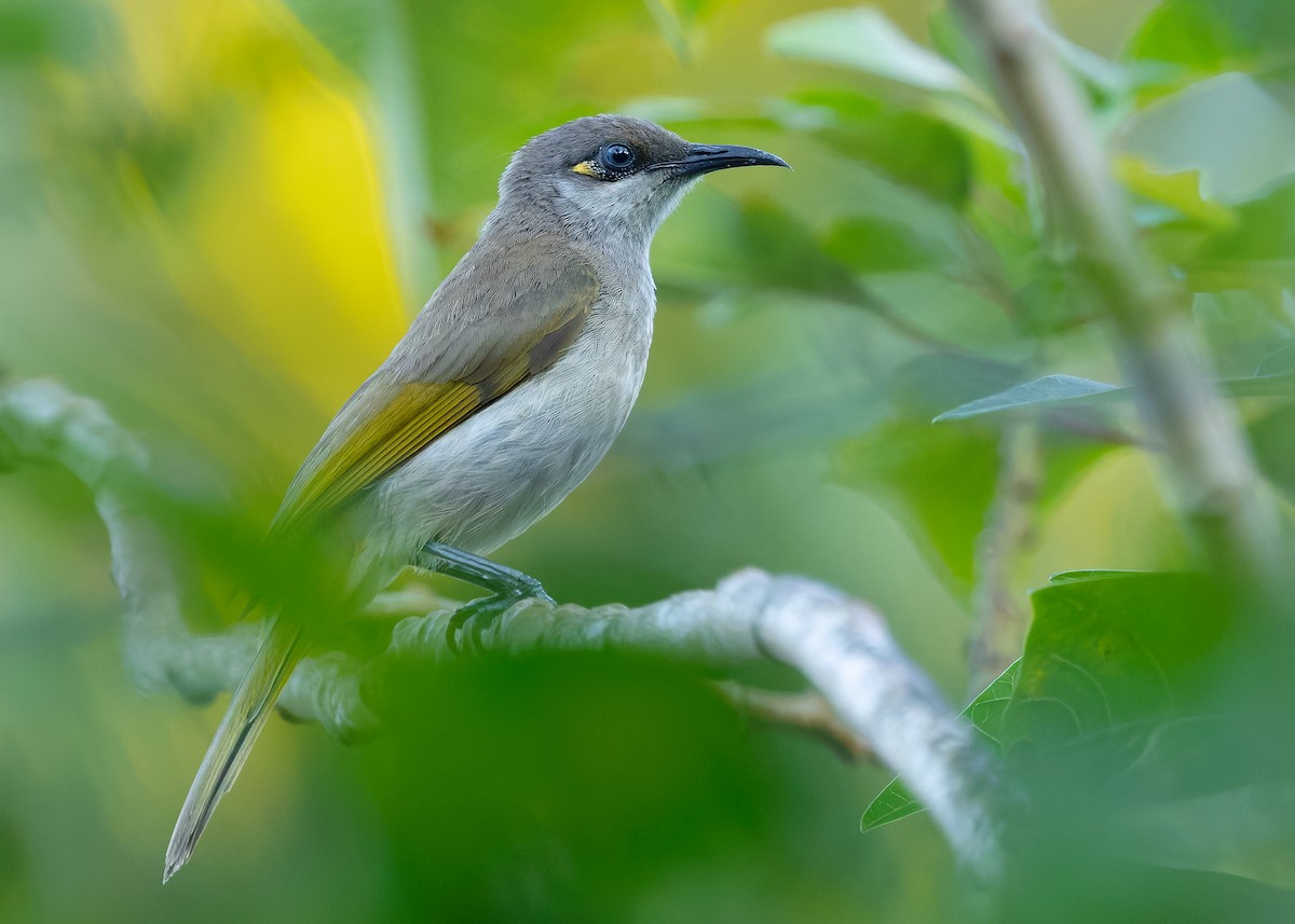 Brown Honeyeater - ML641097883