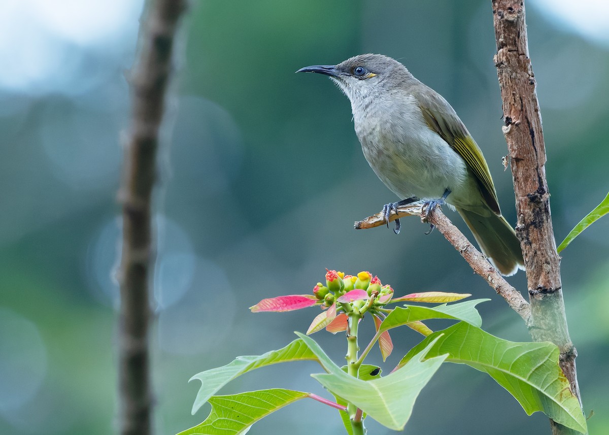Brown Honeyeater - ML641097885