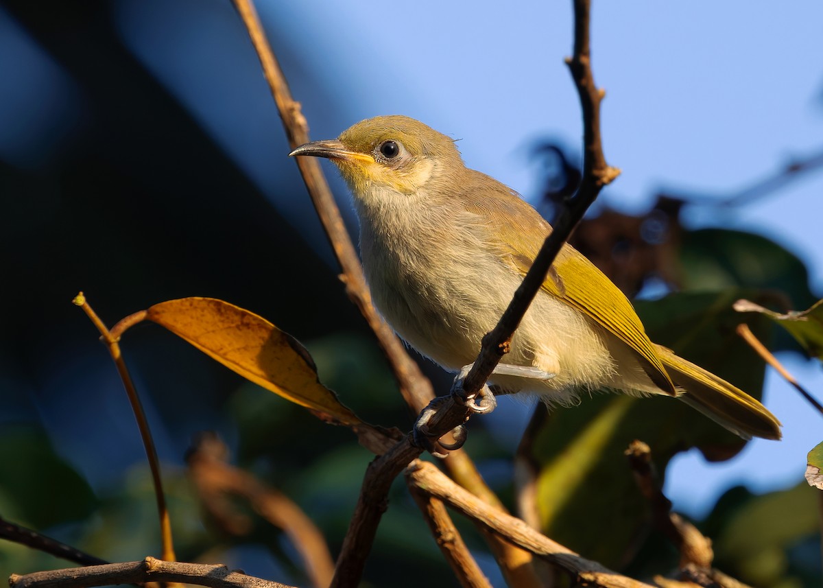 Brown Honeyeater - ML641097886