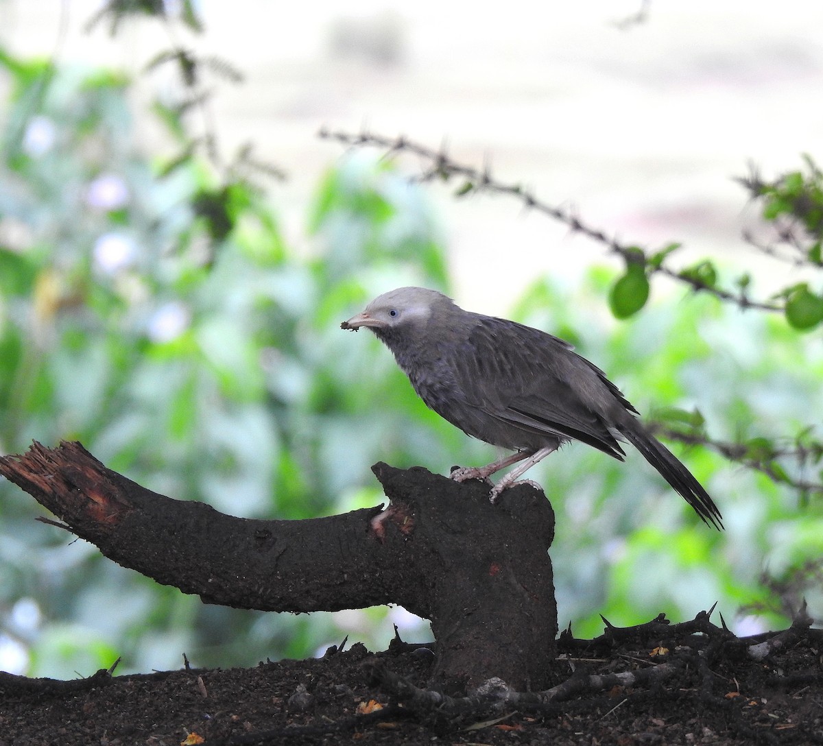 Yellow-billed Babbler - ML641097892