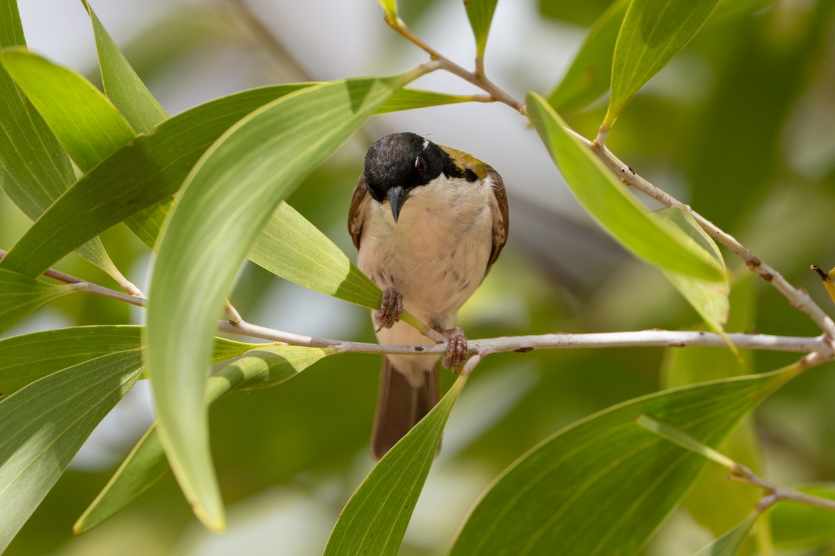 White-throated Honeyeater - ML641097931