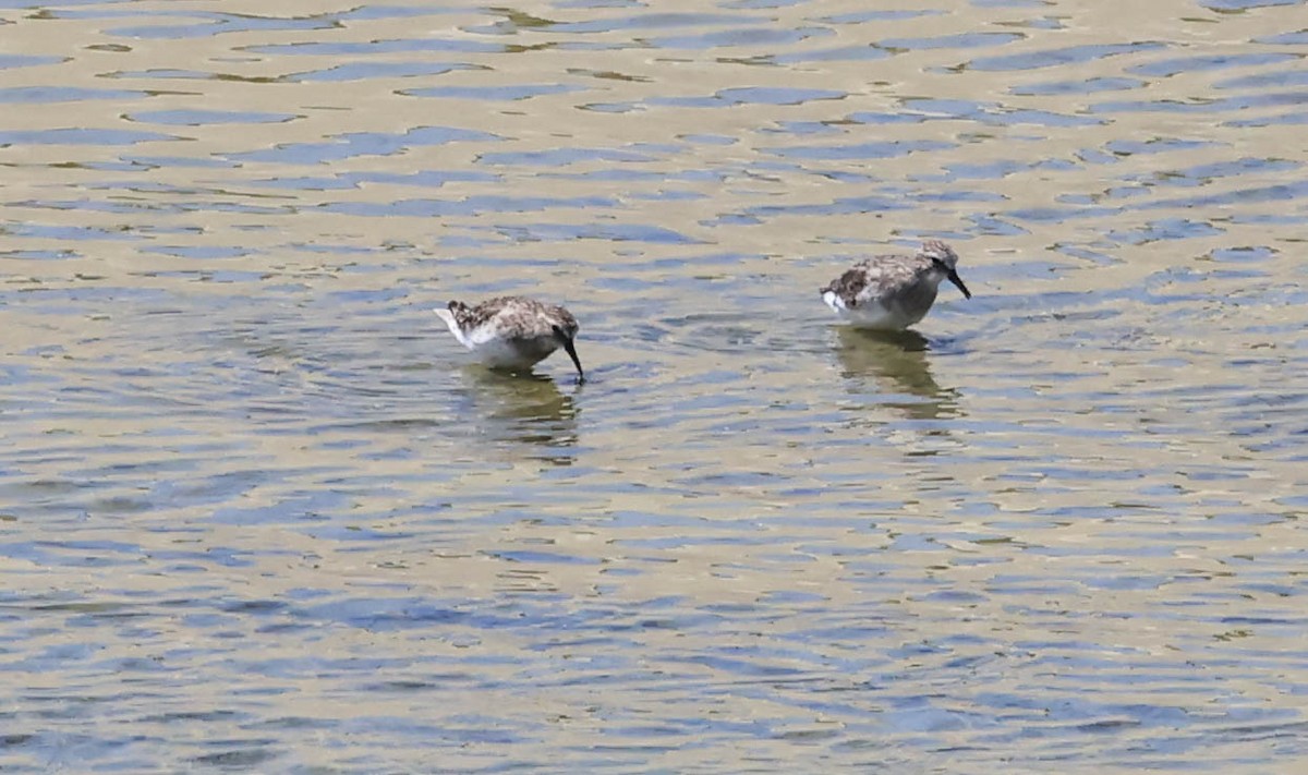 Least Sandpiper - ML641097954