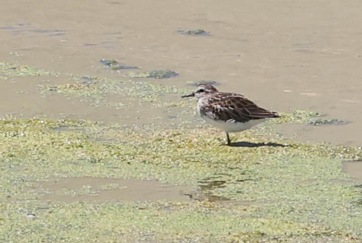 Least Sandpiper - ML641097956