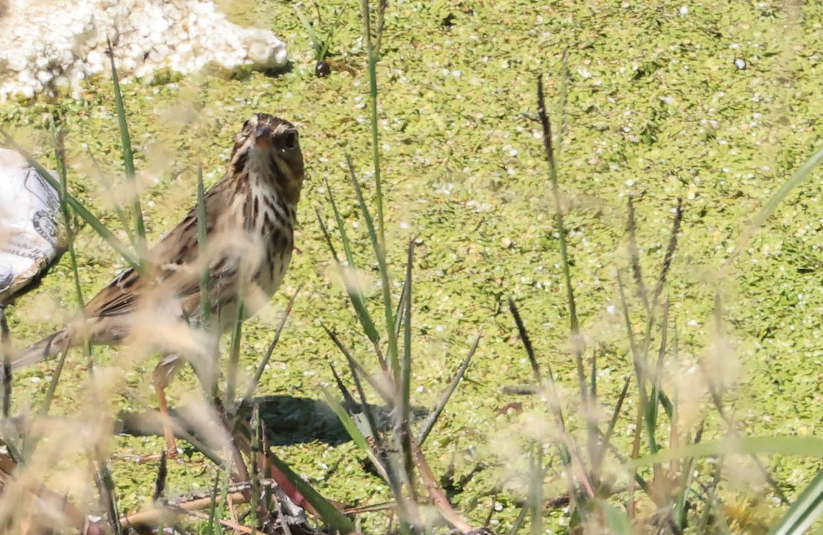 Savannah Sparrow - ML641097960
