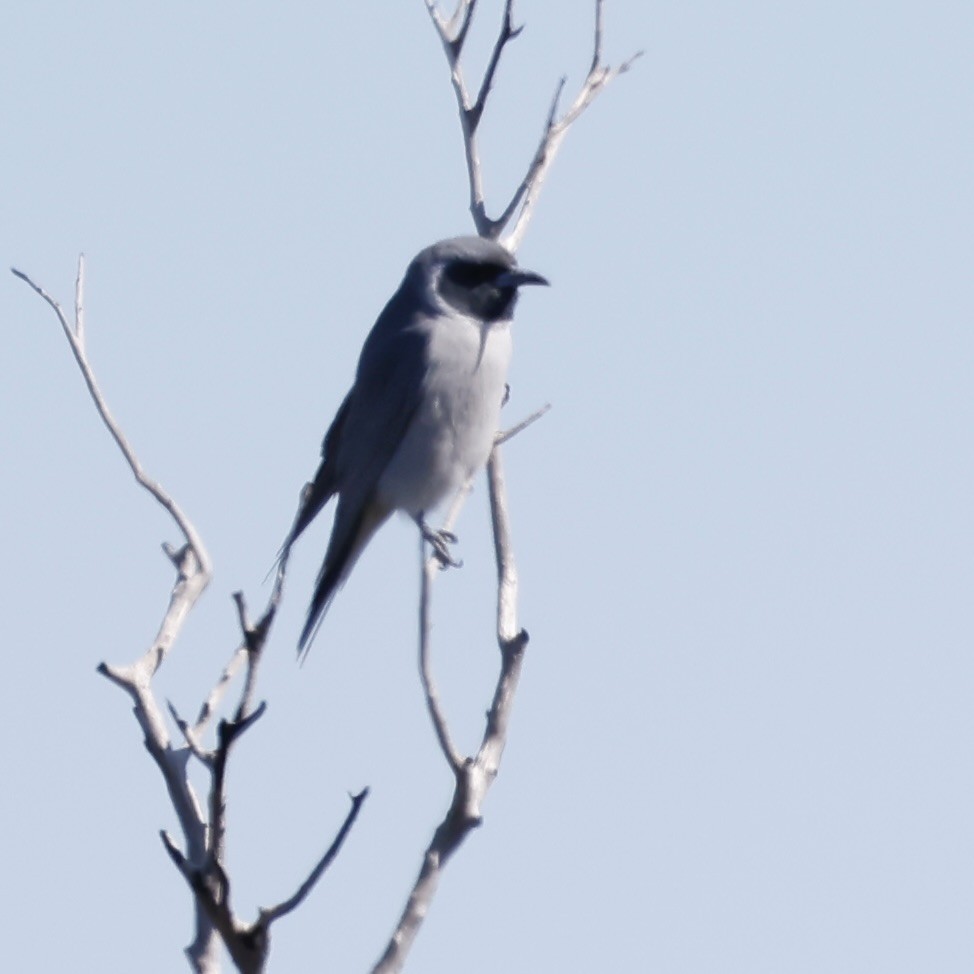 Masked Woodswallow - ML641097961