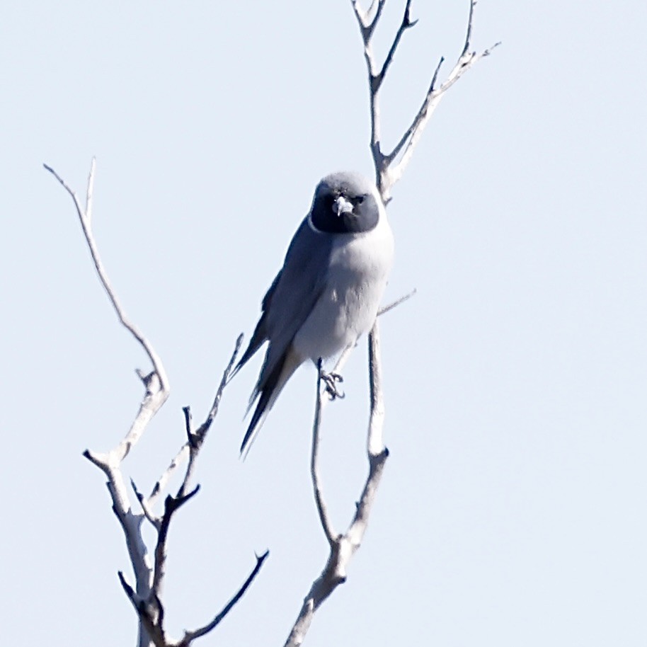 Masked Woodswallow - ML641097968