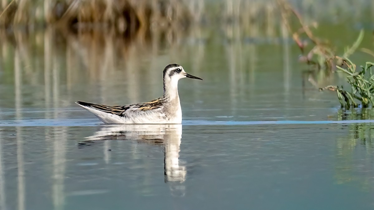 Falaropo beccosottile - ML641097969