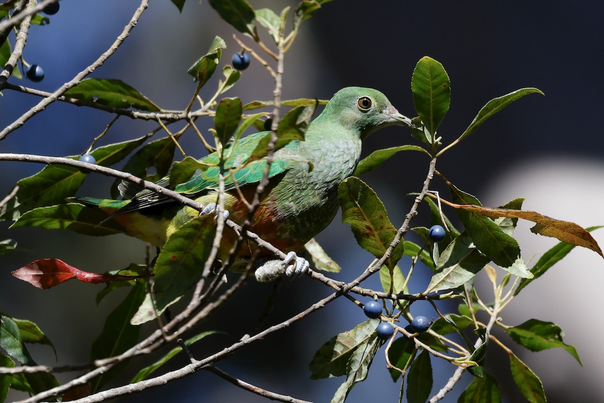 Rose-crowned Fruit-Dove - ML641097978