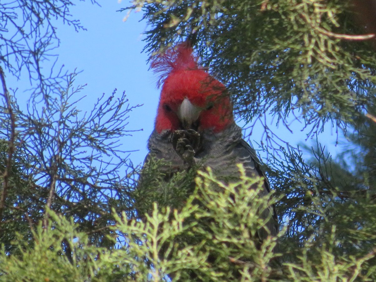 Gang-gang Cockatoo - ML641097979