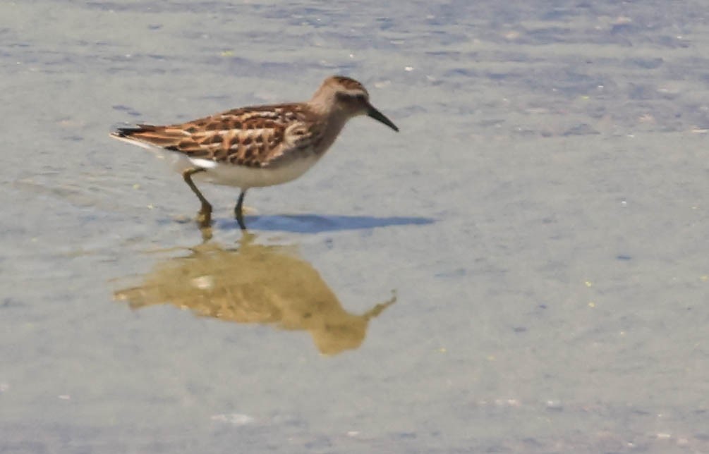 Least Sandpiper - ML641097981