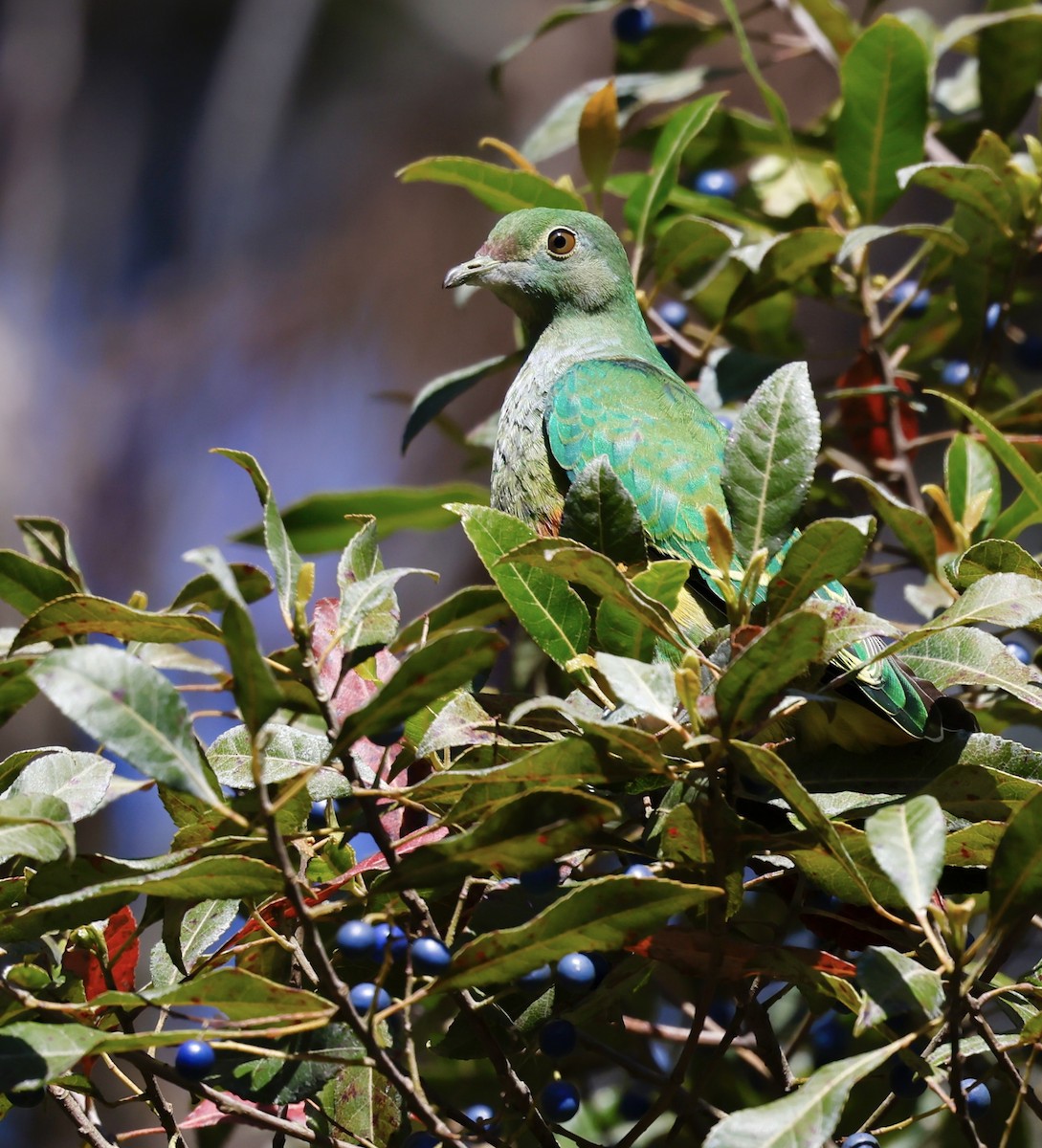 Rose-crowned Fruit-Dove - ML641097983