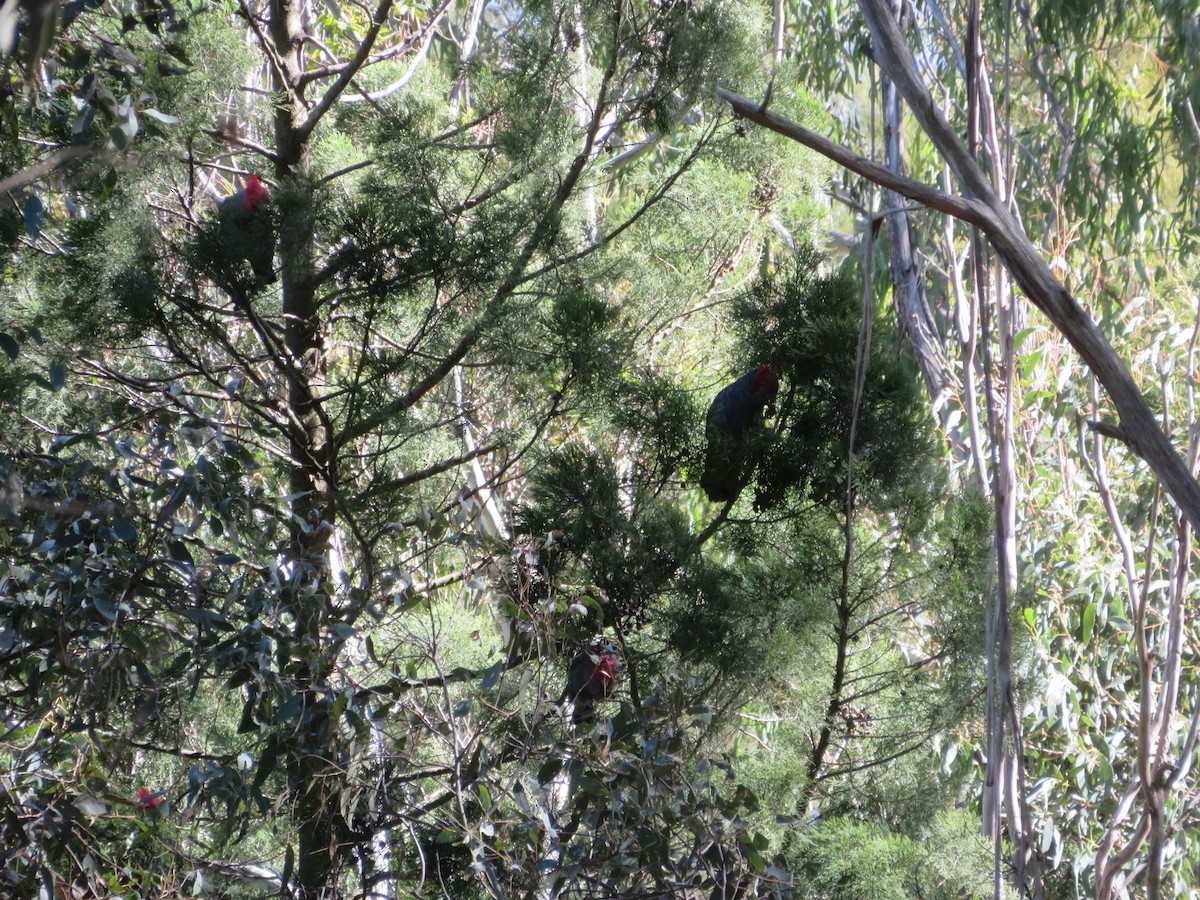 Gang-gang Cockatoo - ML641097996
