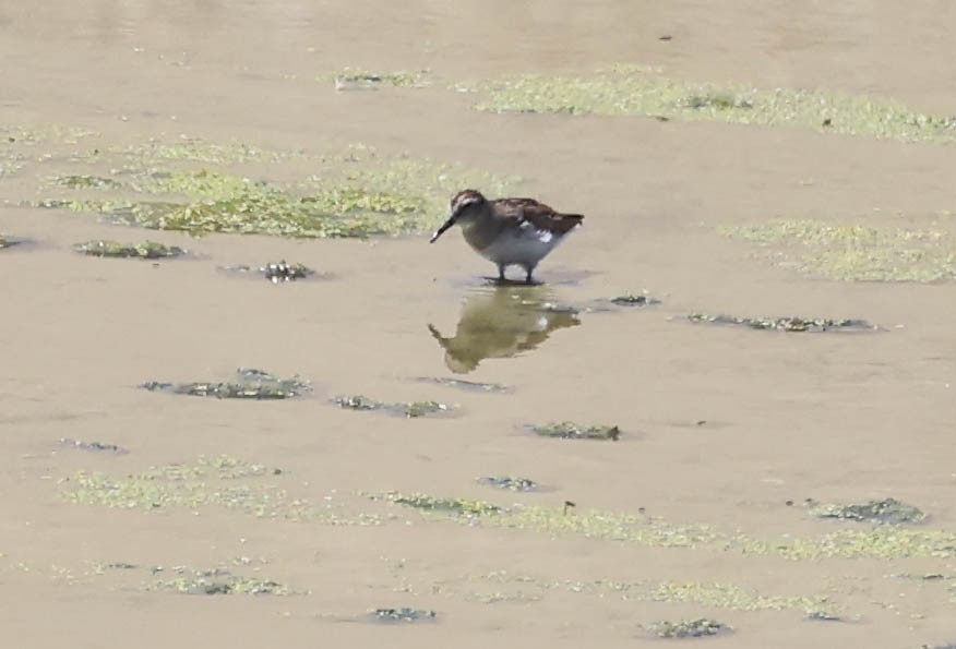 Least Sandpiper - ML641098008