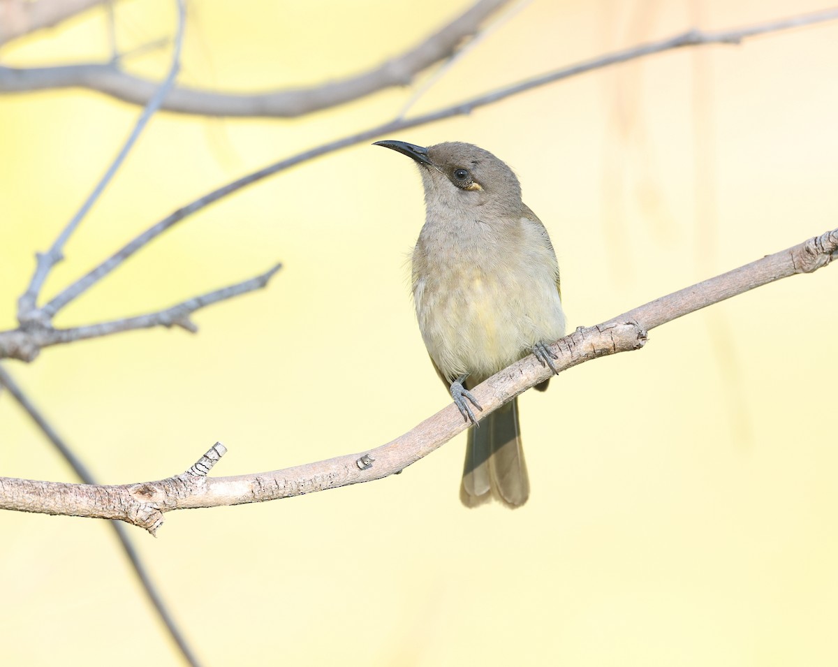 Brown Honeyeater - ML641098009