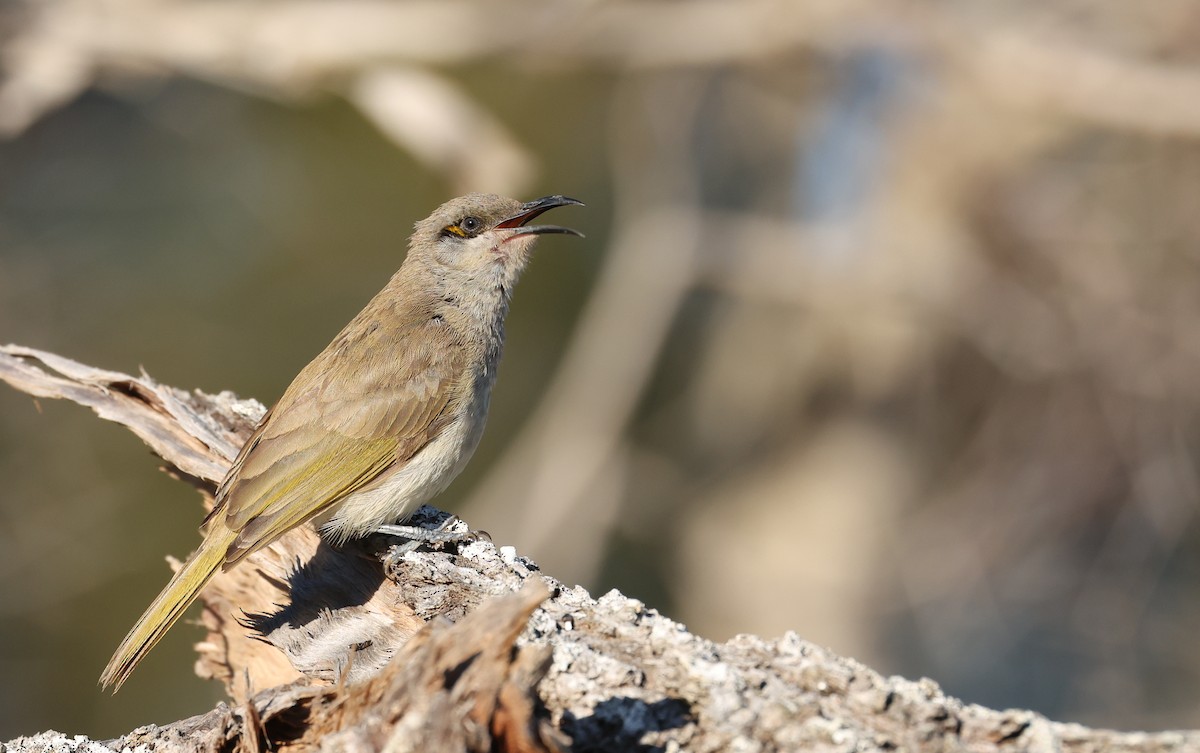 Brown Honeyeater - ML641098010