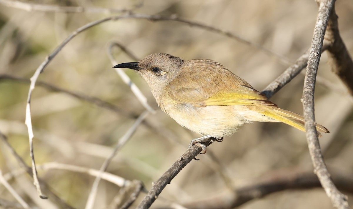 Brown Honeyeater - ML641098011