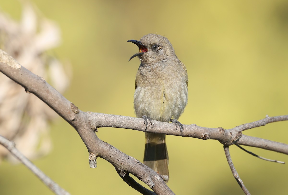 Brown Honeyeater - ML641098012