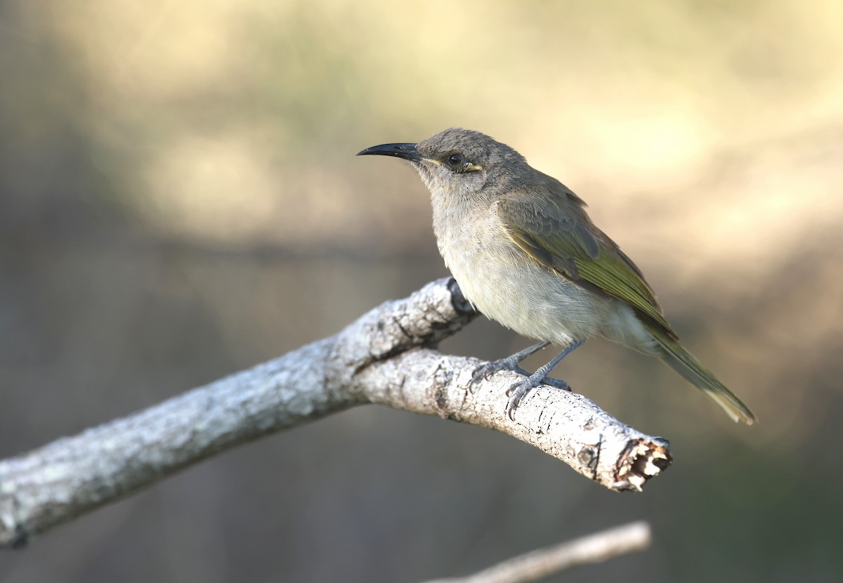 Brown Honeyeater - ML641098013