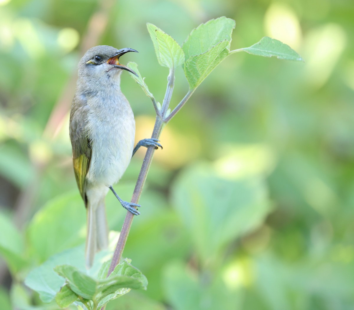 Brown Honeyeater - ML641098014