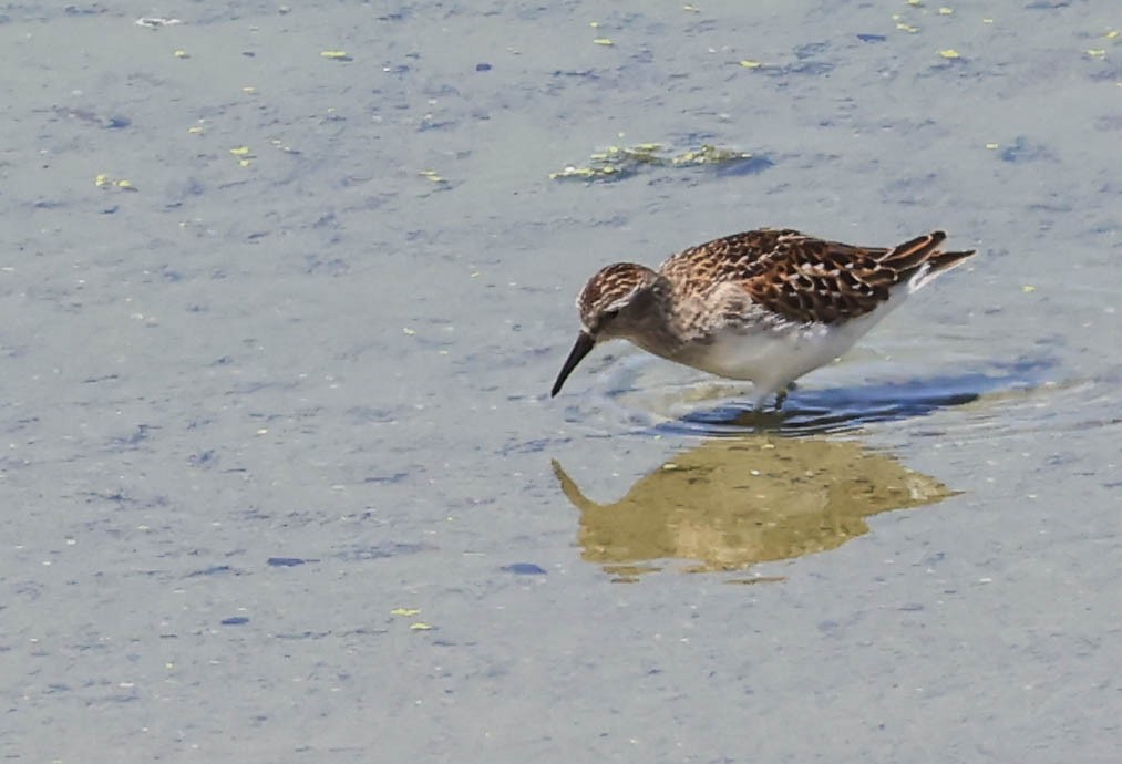 Least Sandpiper - ML641098030