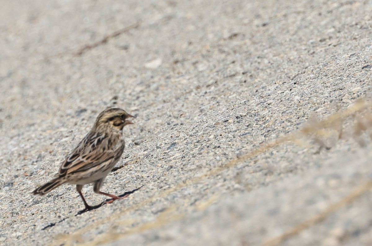Savannah Sparrow - ML641098031