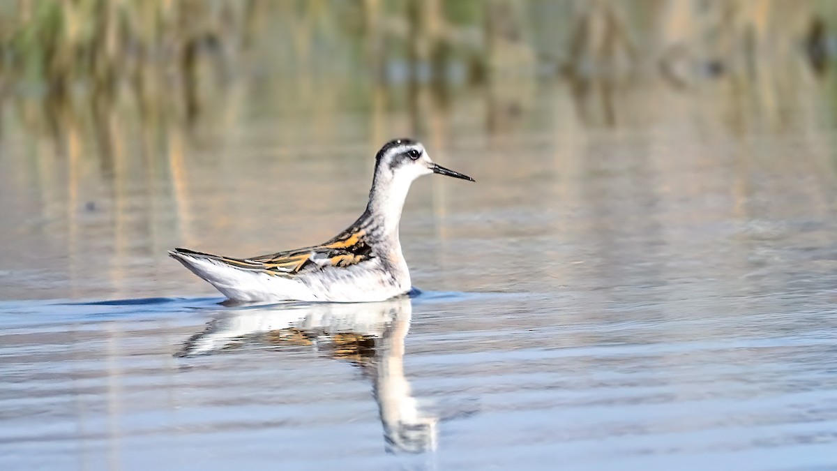 Falaropo beccosottile - ML641098039