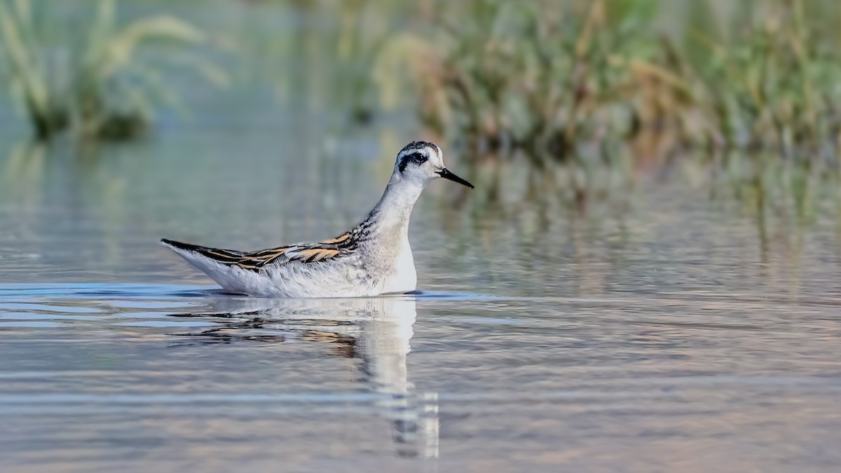 Falaropo beccosottile - ML641098040