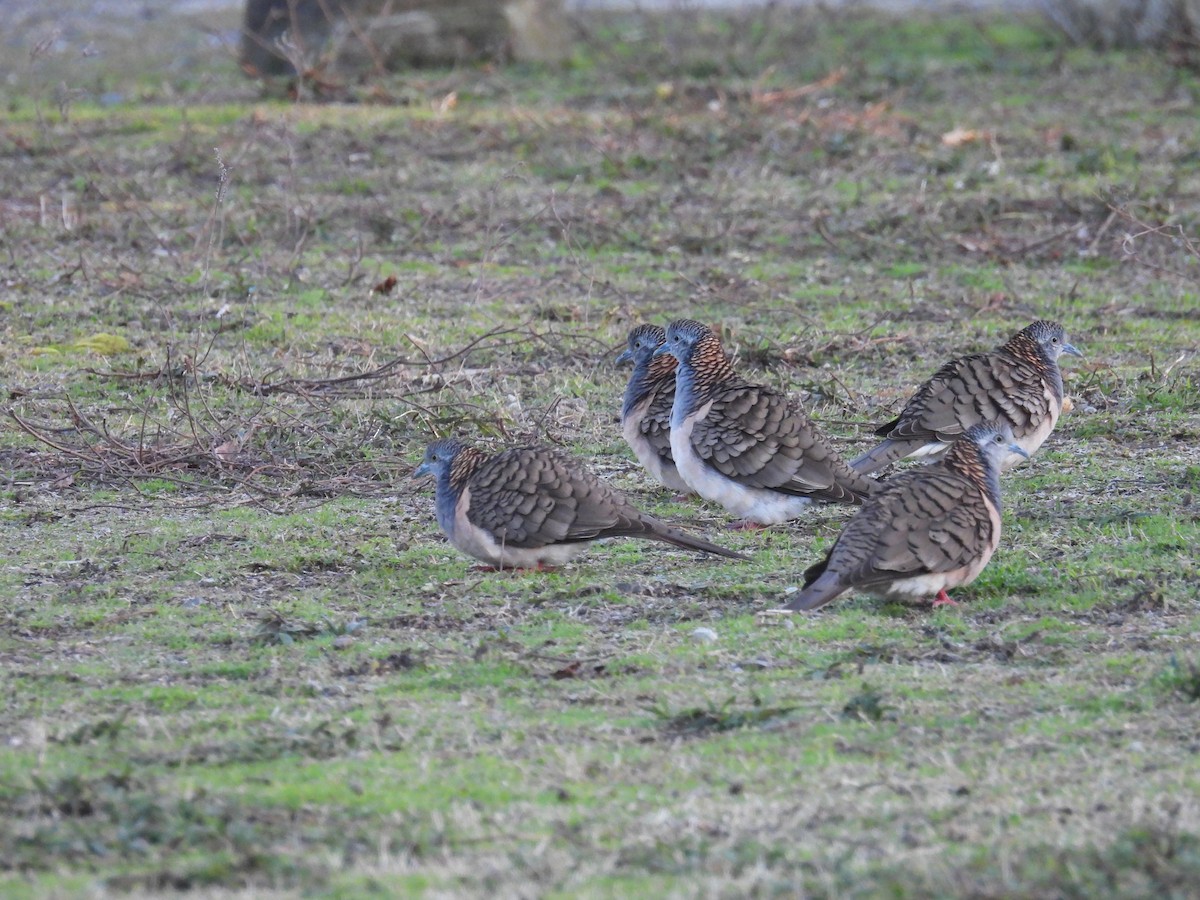 Bar-shouldered Dove - ML641098049