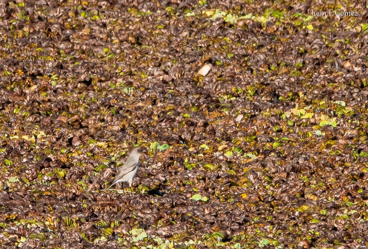 Dark-faced Ground-Tyrant - ML641098052