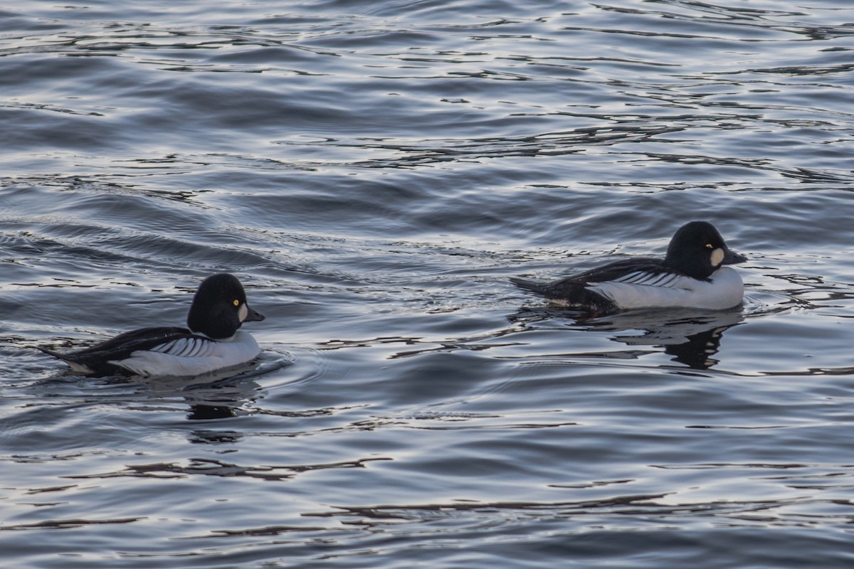 Common Goldeneye - ML641098067