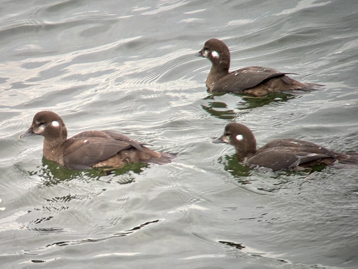Harlequin Duck - ML641098070