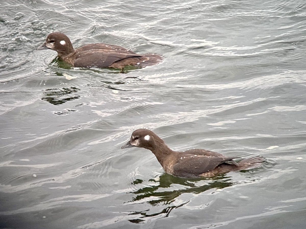 Harlequin Duck - ML641098071