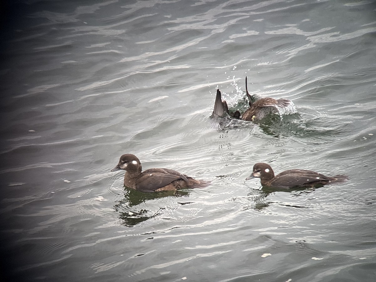 Harlequin Duck - ML641098072