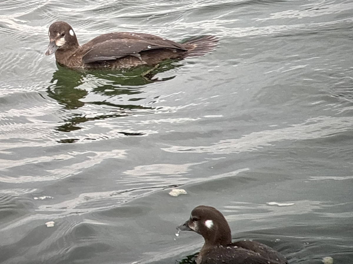 Harlequin Duck - ML641098073
