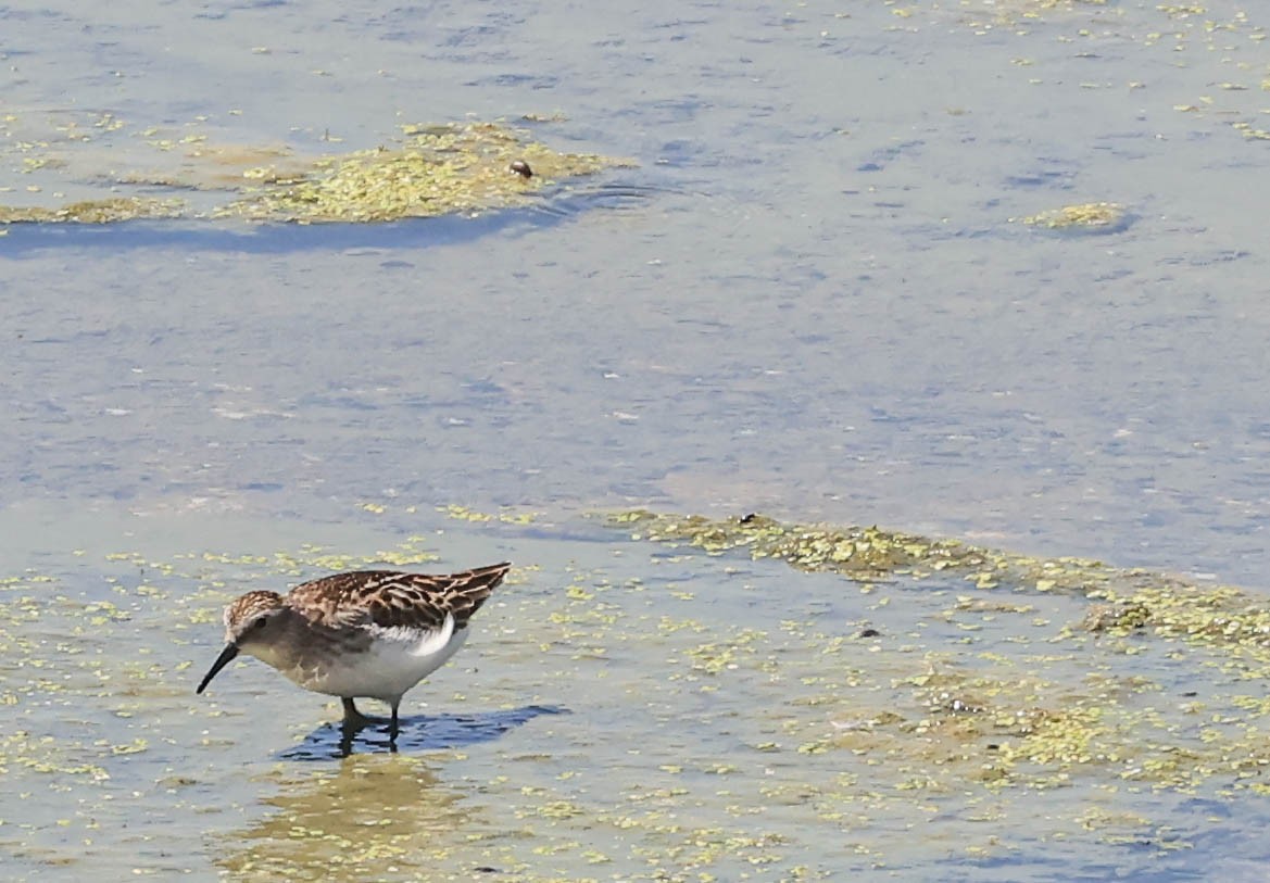 Least Sandpiper - ML641098074