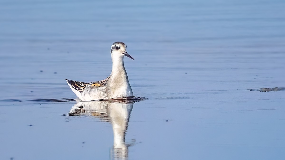 Falaropo beccosottile - ML641098078