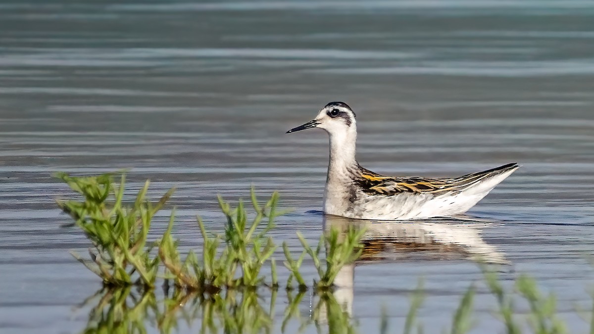 Falaropo beccosottile - ML641098079