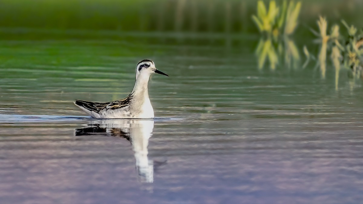 Falaropo beccosottile - ML641098080