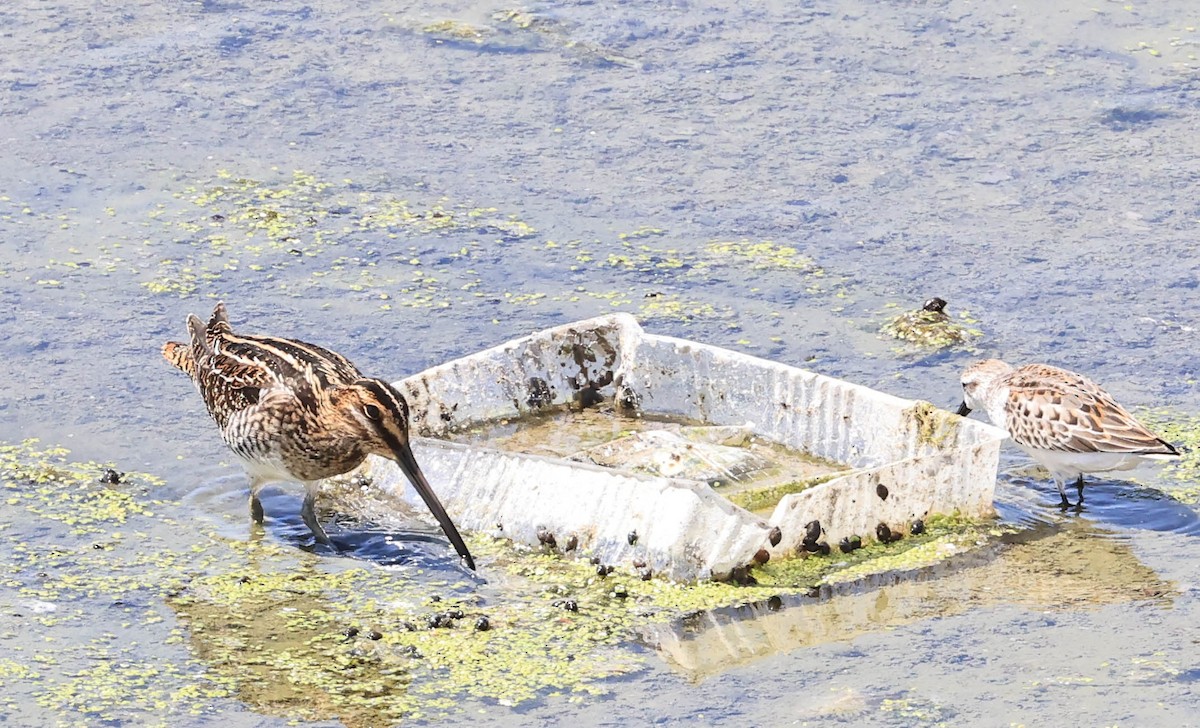 Wilson's Snipe - ML641098116
