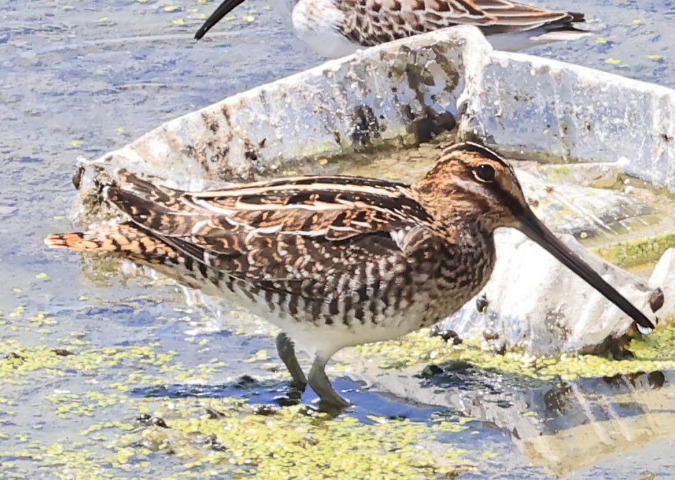 Wilson's Snipe - ML641098130