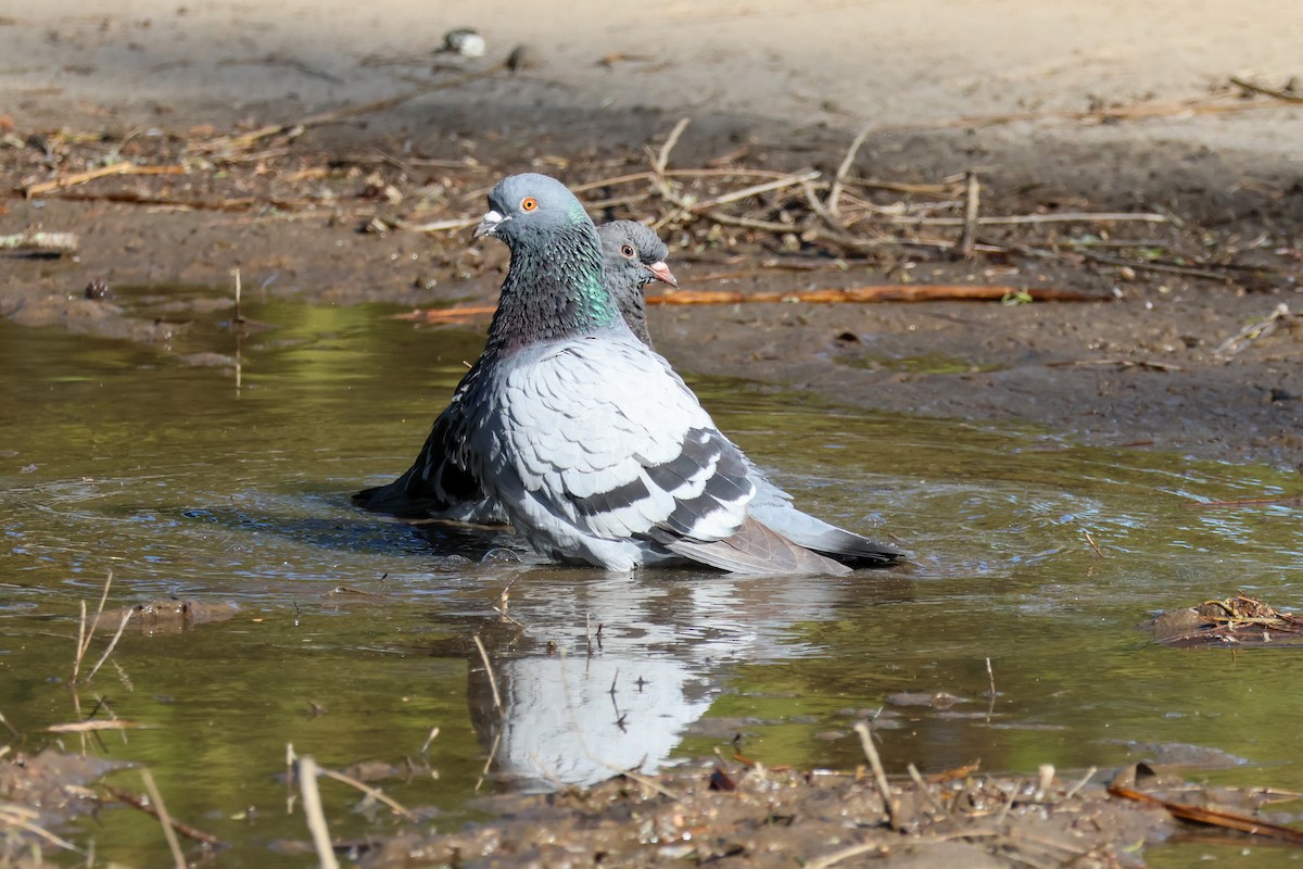 Rock Pigeon (Feral Pigeon) - ML641098152