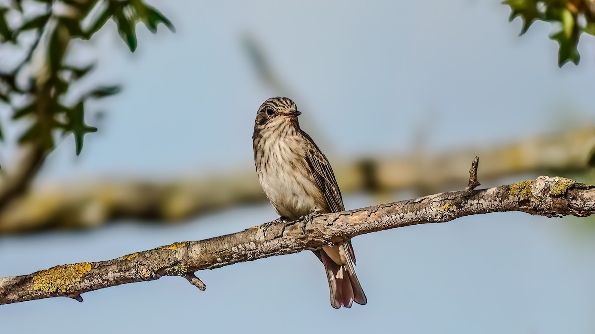 Pigliamosche/Pigliamosche tirrenico - ML641098153