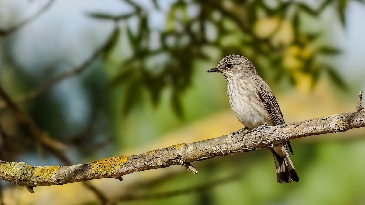 Pigliamosche/Pigliamosche tirrenico - ML641098154