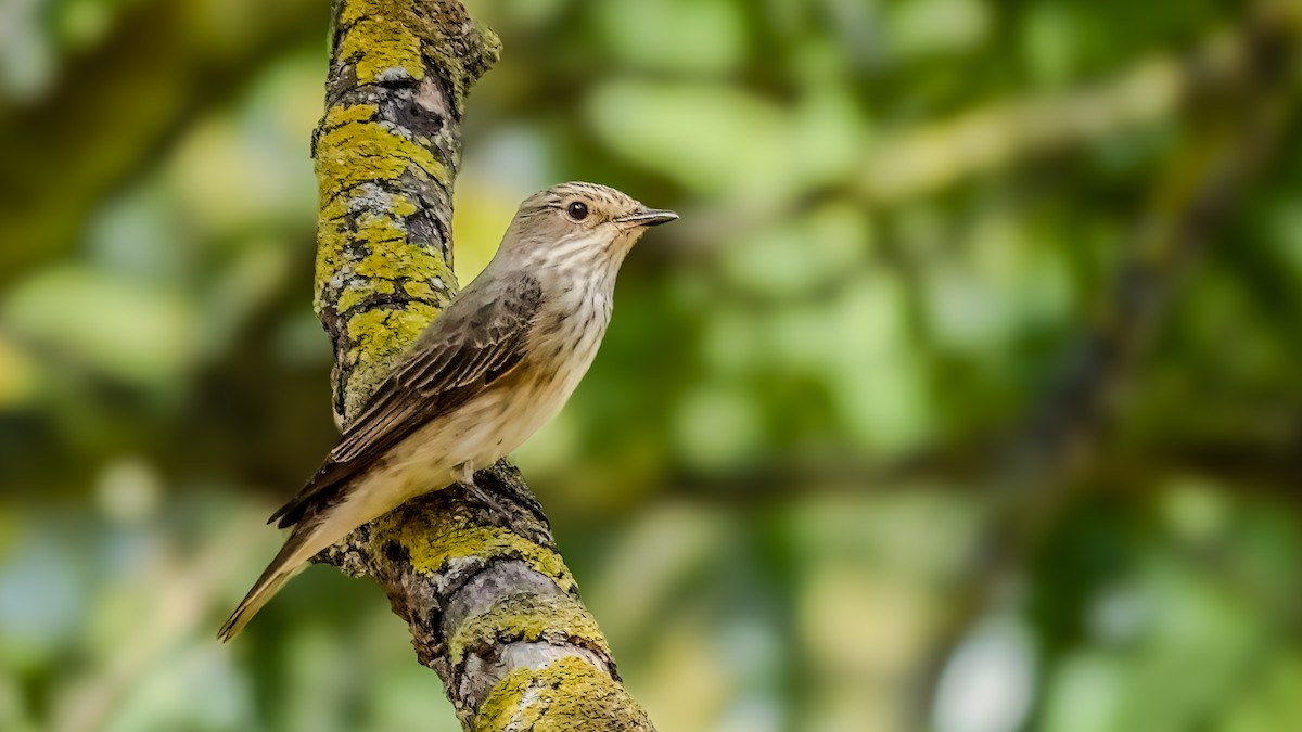 Pigliamosche/Pigliamosche tirrenico - ML641098155