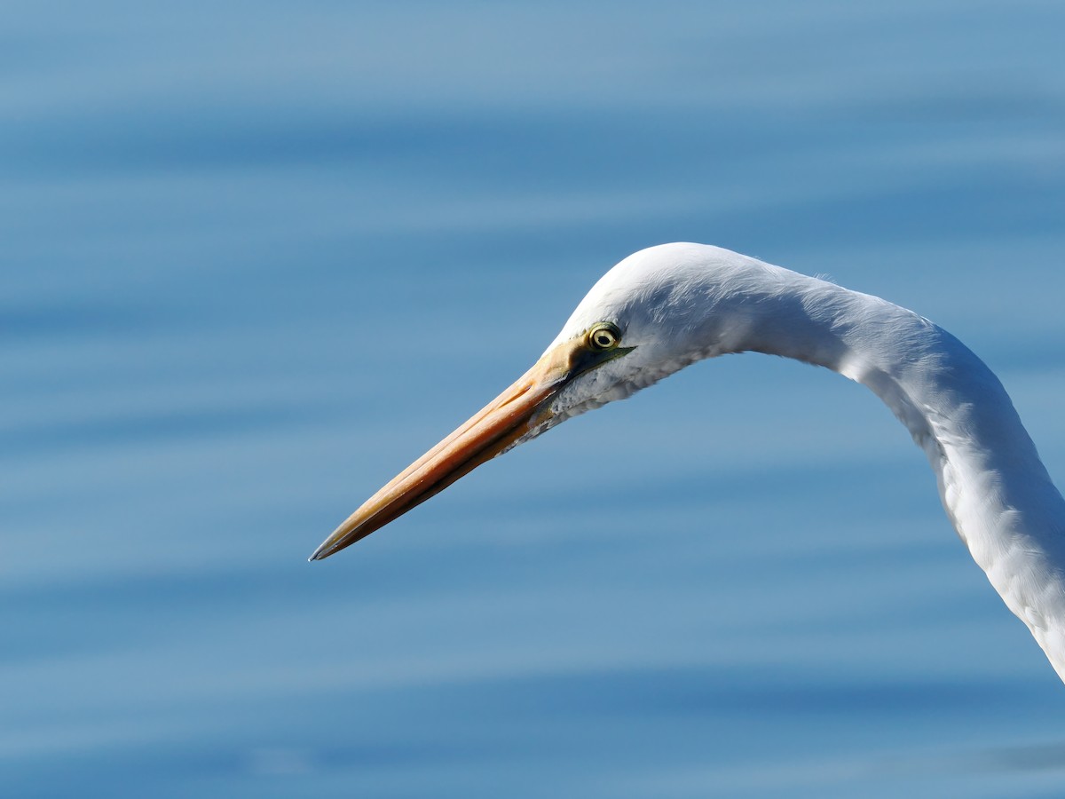 Great Egret - ML641098158