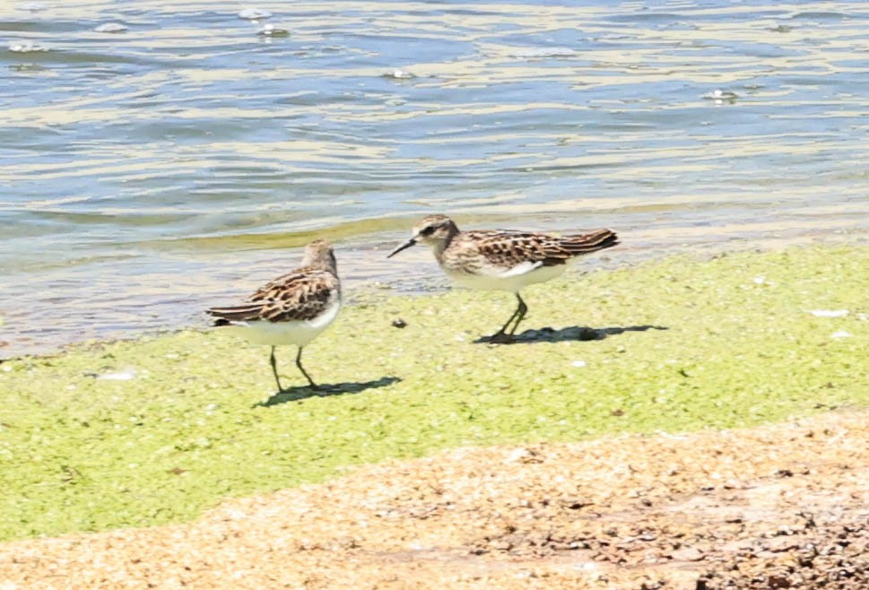 Least Sandpiper - ML641098161