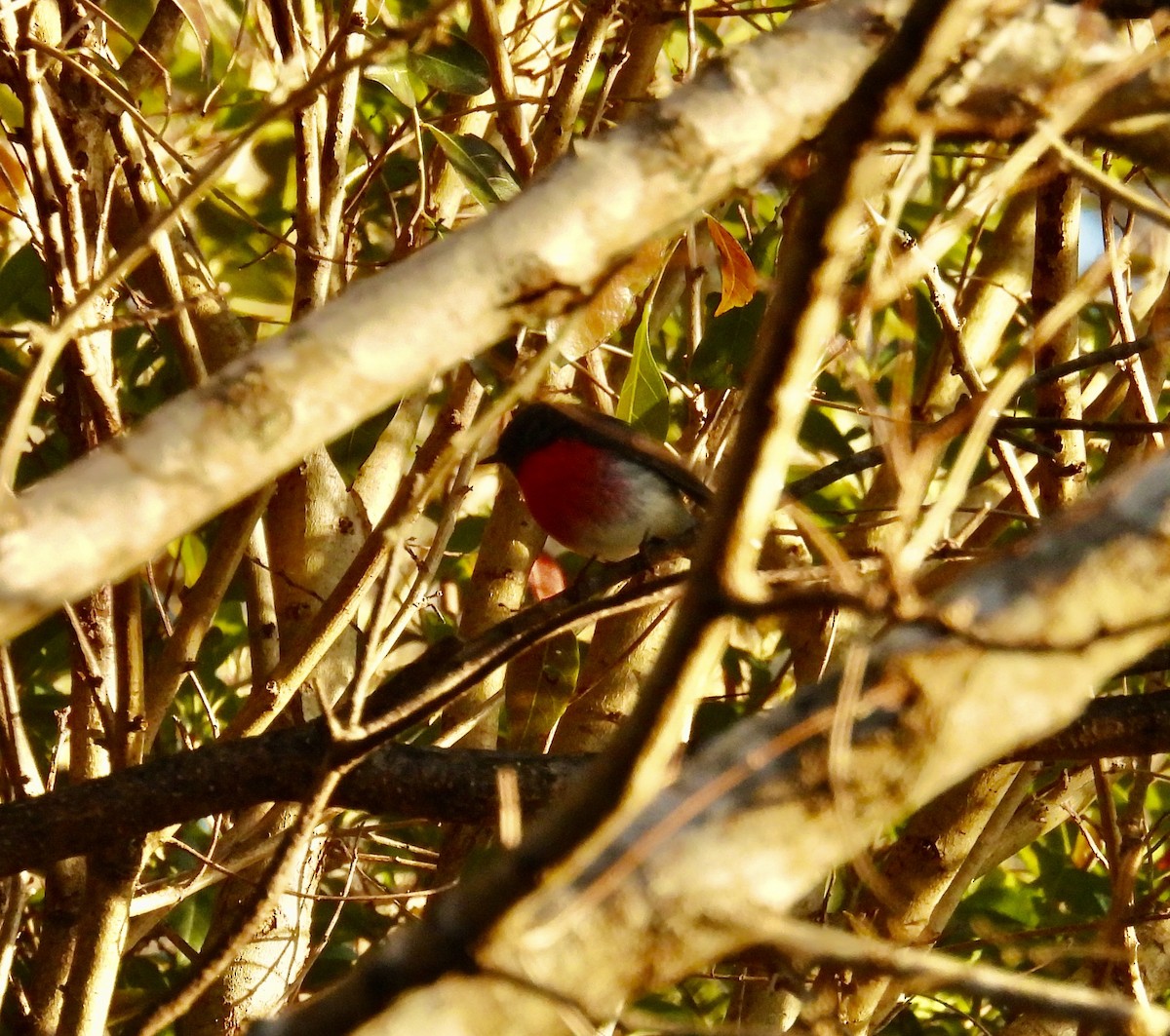 Rose Robin - ML641098167