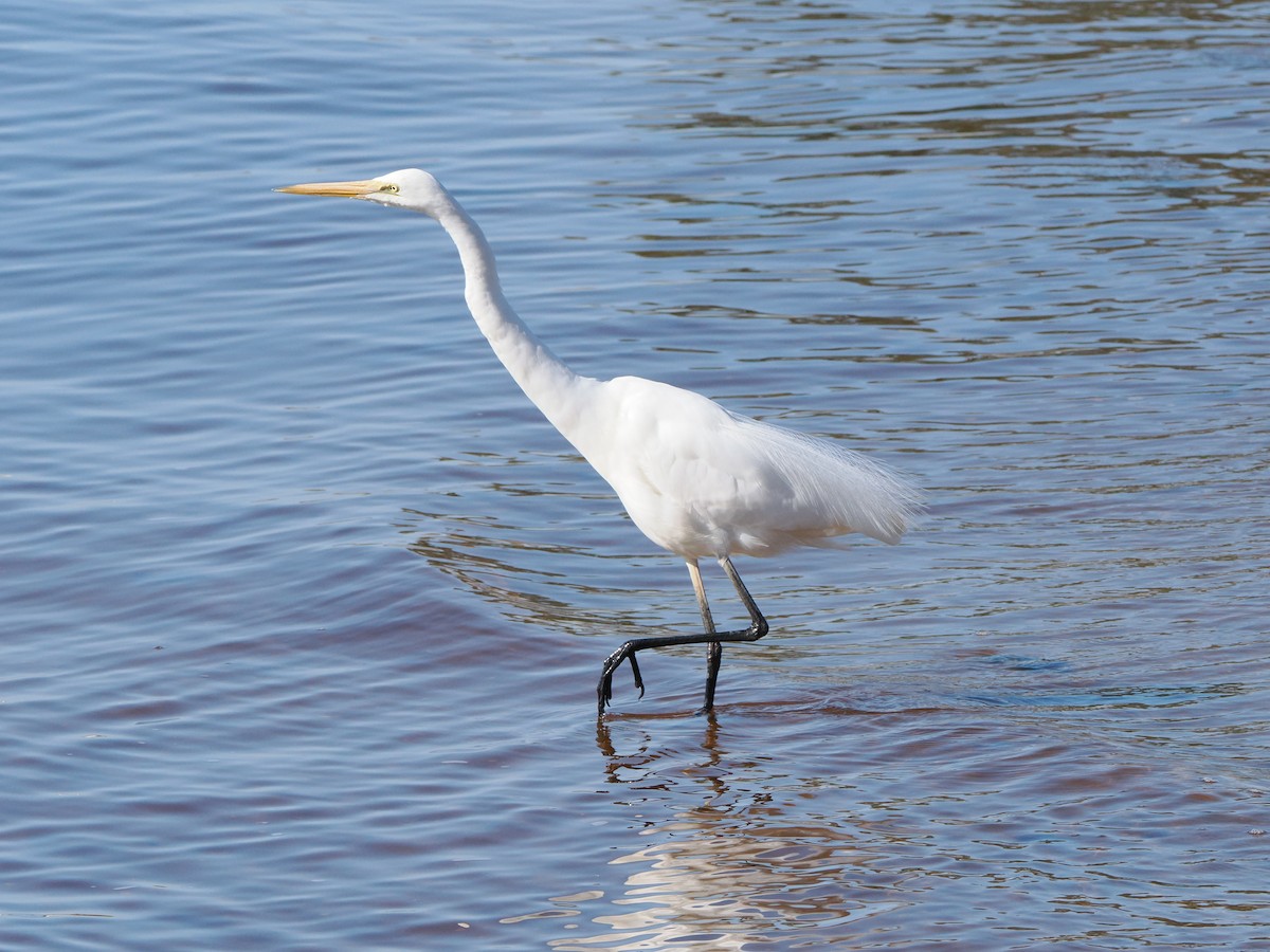 Great Egret - ML641098175