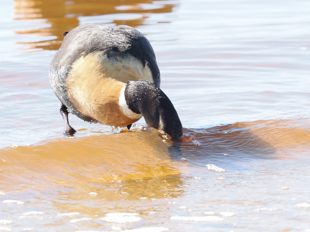 Australian Shelduck - ML641098183