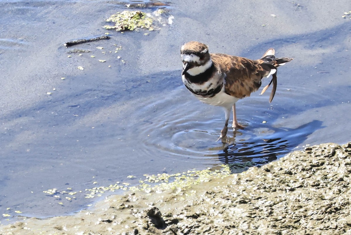 Killdeer - ML641098199
